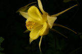 Aquilegia chrysantha RCP4-2015 329.JPG